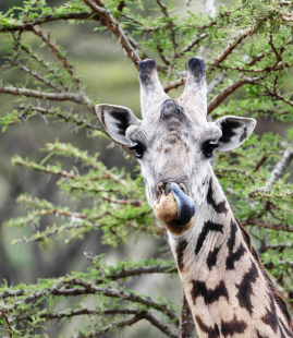 Kenya 23 – A Traditional Maasai and Safari Adventure